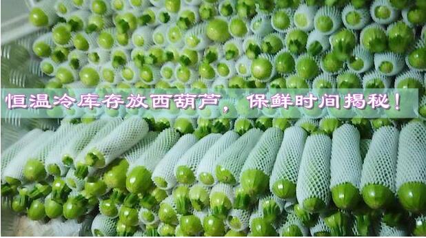 恒溫冷庫存放西葫蘆，保鮮時間揭秘!